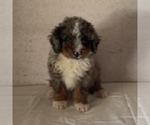 Image preview for Ad Listing. Nickname: Dallas