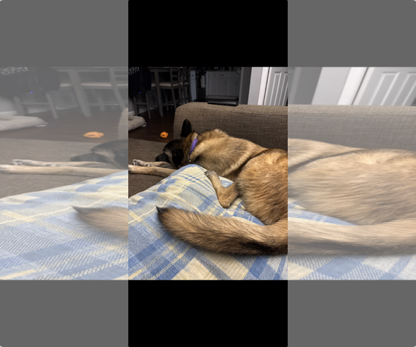 Medium Photo #15 Mutt Puppy For Sale in Stevens Point, WI, USA