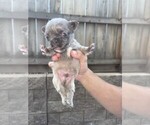 Small #20 French Bulldog