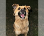 Small #7 Collie Mix