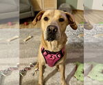 Small Labrador Retriever Mix