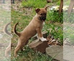 Small Photo #3 Belgian Malinois-Siberian Husky Mix Puppy For Sale in KANSAS CITY, MO, USA