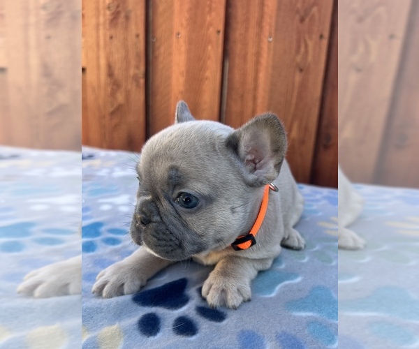 Medium Photo #3 French Bulldog Puppy For Sale in SACRAMENTO, CA, USA