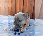 Small #2 French Bulldog