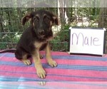 Small #8 German Shepherd Dog