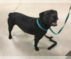 Boxer Dogs for adoption in Riverside, CA, USA