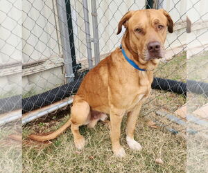 Buck - Male American Pit Bull Terrier-Unknown Mix Dog for Adoption - Photo #7