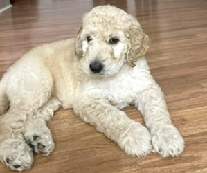 Doodle-Poodle (Standard) Mix Puppy for sale in GAINESVILLE, FL, USA