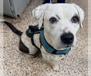 Boxer-Pointer Mix Dogs for adoption in Mount Airy, NC, USA