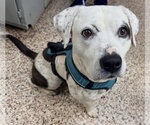 Small Boxer-Pointer Mix