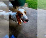 Small #1 Basset Hound