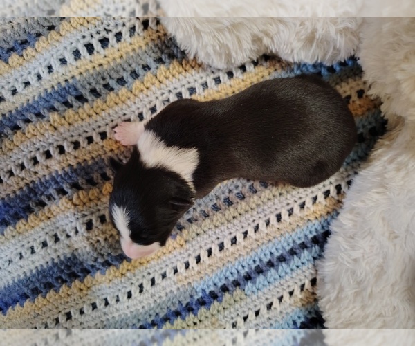 Medium Photo #2 Border Collie Puppy For Sale in NORBORNE, MO, USA