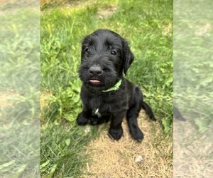 Airedoodle-Labrador Retriever Mix Puppy for Sale in BOONE, Iowa USA