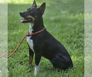 Daisey - Female Rat Terrier Dog for Adoption - Photo #4