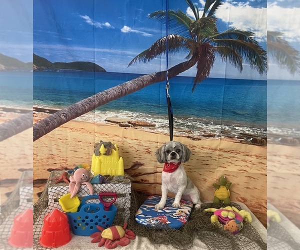 Medium Photo #1 Shih Tzu Puppy For Sale in KLONDIKE, TX, USA