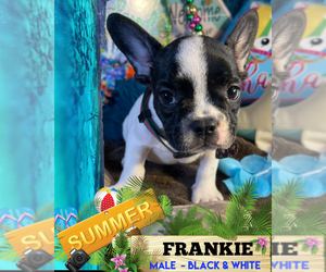 French Bulldog Puppy for sale in HEATHROW, FL, USA