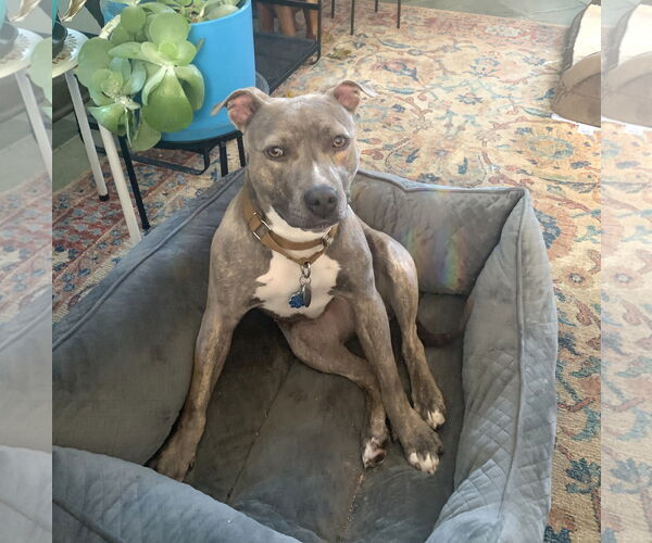 Medium Photo #6 Mutt Puppy For Sale in Rockville, MD, USA