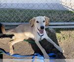 Small #3 Labrador Retriever