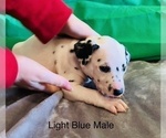 Small Photo #15 Dalmatian Puppy For Sale in AMARILLO, TX, USA