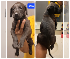 Great Dane Dog for Adoption in MARIETTA, Georgia USA
