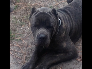 Father of the Cane Corso puppies born on 12/23/2015