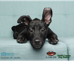 Small #1 Miniature Pinscher Mix