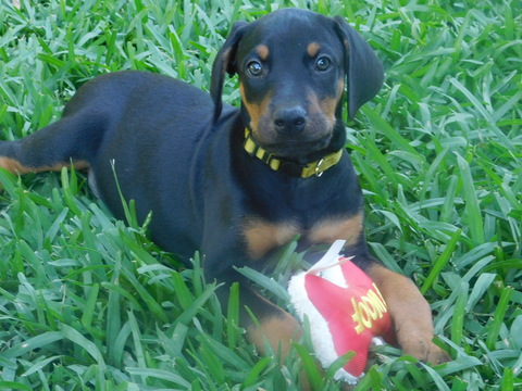 Medium Photo #1 Doberman Pinscher Puppy For Sale in HOUSTON, TX, USA
