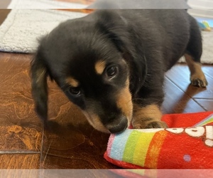 Dachshund Puppy for sale in ELKO, GA, USA