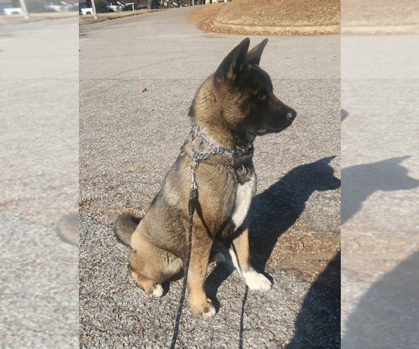 Medium Photo #1 Akita Puppy For Sale in MEM, TN, USA
