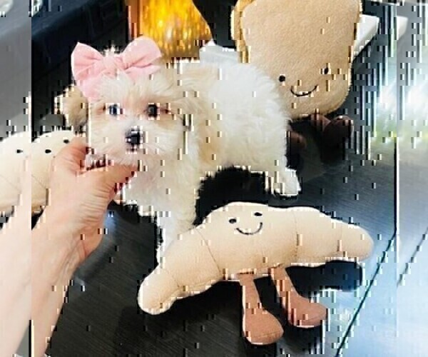 Medium Photo #2 Maltipoo (Miniature) Puppy For Sale in DACULA, GA, USA