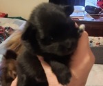 Small Photo #5 Pomeranian Puppy For Sale in HAWLEY, PA, USA