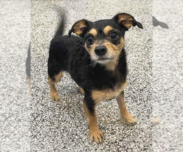 Medium Photo #2 Chihuahua-Unknown Mix Puppy For Sale in Corona, CA, USA