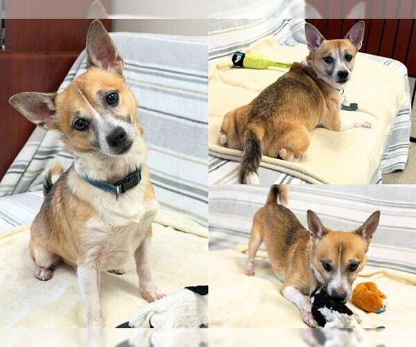 Medium Photo #1 Chi-Corgi Puppy For Sale in Fort Wayne, IN, USA