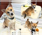 LIL BUB - Male Chi-Corgi Dog for Adoption - Small photo