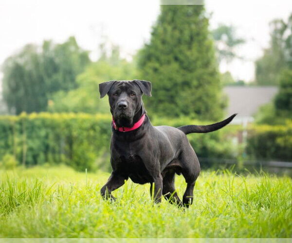 Medium Photo #2 Chinese Shar-Pei Puppy For Sale in Derwood, MD, USA