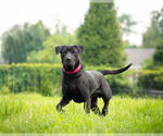 Small #1 Chinese Shar-Pei