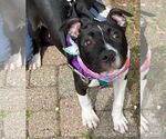 Small #9 American Pit Bull Terrier-Labrador Retriever Mix