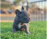 Small #27 French Bulldog