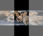 Small Photo #3 South Russian Shepherd Dog (South Russian Ovtcharka ) Puppy For Sale in LAS VEGAS, NV, USA
