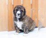 Small Photo #11 Bernedoodle Puppy For Sale in GILBERT, AZ, USA