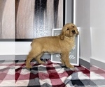 Small Photo #2 Golden Retriever Puppy For Sale in FRANKLIN, IN, USA