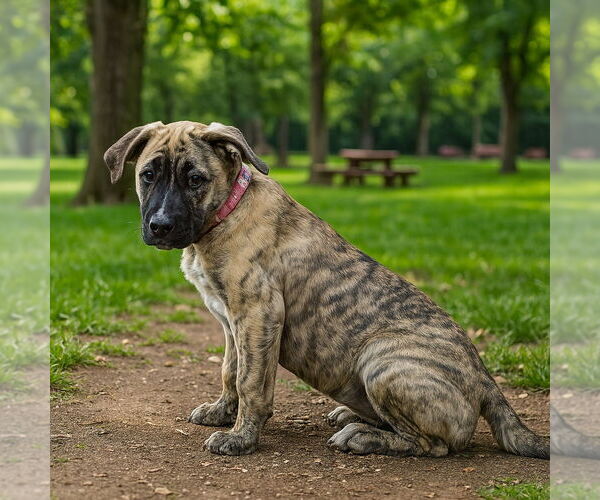 Medium Photo #2 Mutt Puppy For Sale in Vail, AZ, USA