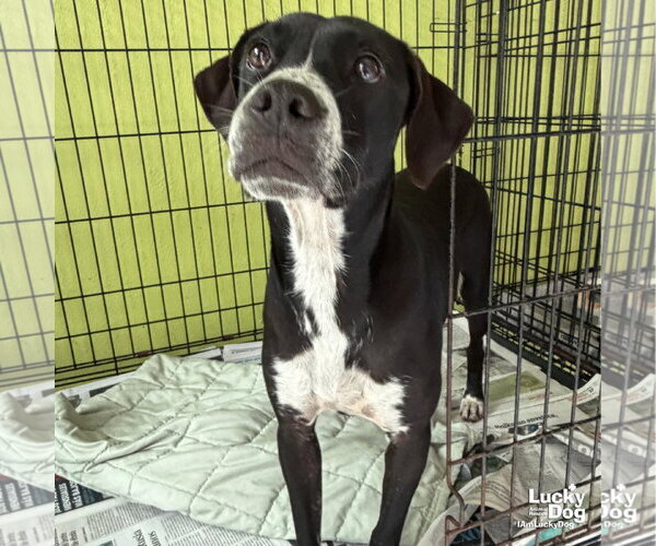 Medium Photo #1 Lab-Pointer Puppy For Sale in Washington, DC, USA