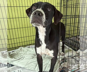 Lab-Pointer Dogs for adoption in Washington, DC, USA