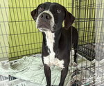 Small Lab-Pointer