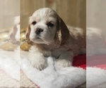 Puppy MAXIMUS Cocker Spaniel