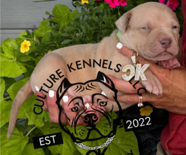 Medium Photo #1 American Bully Puppy For Sale in FRANKLIN, KY, USA