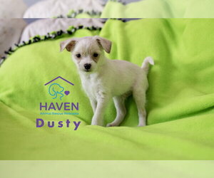 Maltese-Unknown Mix Dogs for adoption in Omaha, NE, USA