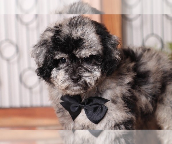 Medium Photo #4 Poochon Puppy For Sale in NAPLES, FL, USA