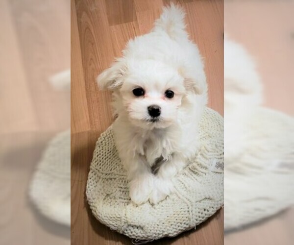 Medium Photo #3 Maltese Puppy For Sale in PISCATAWAY, NJ, USA